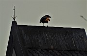 85 Forse un corvo sul tetto della cappella del Pizzo Cerro